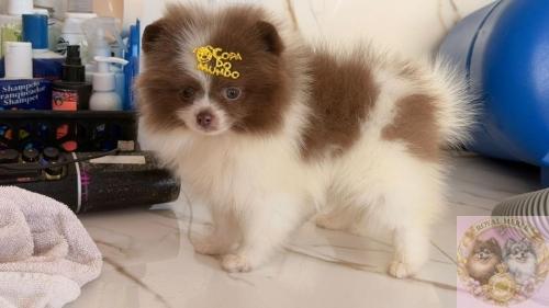 Filhotes nascidos aqui / Puppies born here