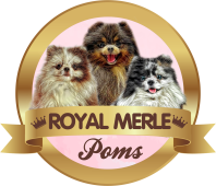 Royal Merle Poms